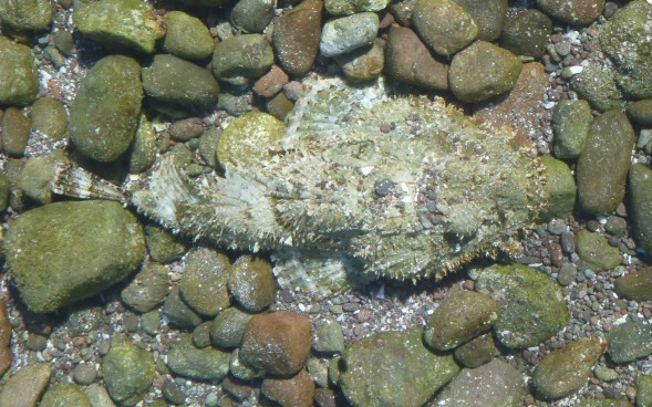 Scorpion Fish