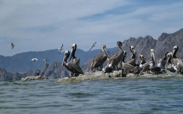 Flying Terns and Pelicans