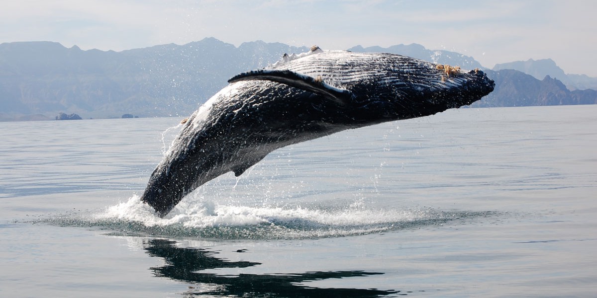 Humpback Whale