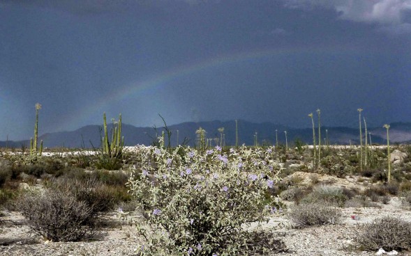 Night shade rainbow