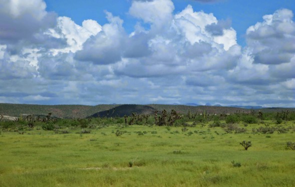 Green Desert