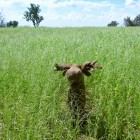 Moose in grass