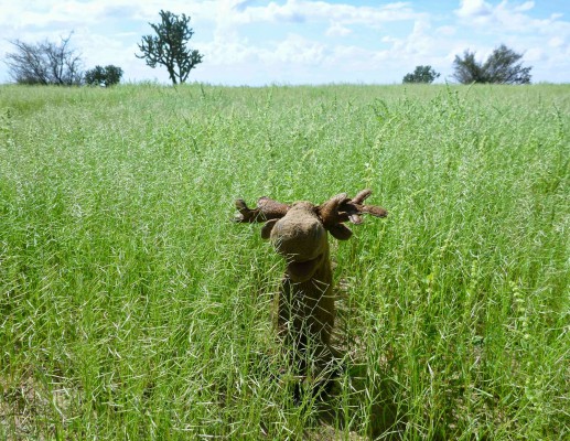 Moose in grass