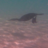 Cormorant Swimming