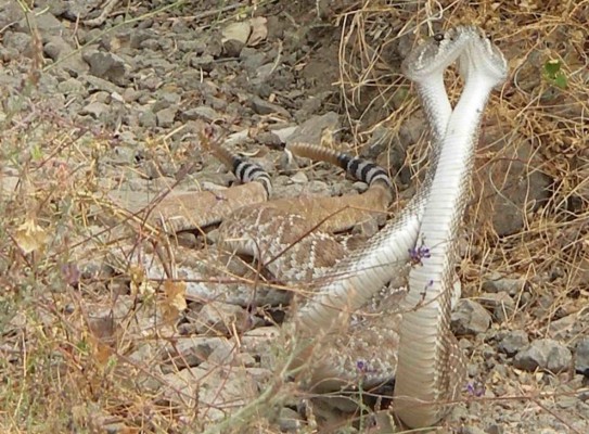 Snakes mating dance