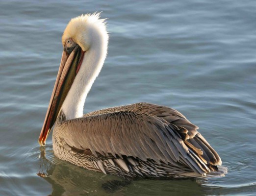 Pelican