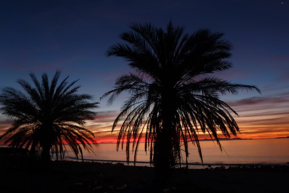 sunrise with palm trees