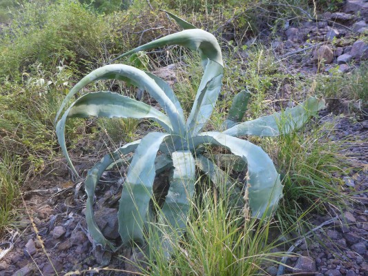 Agave Yoga