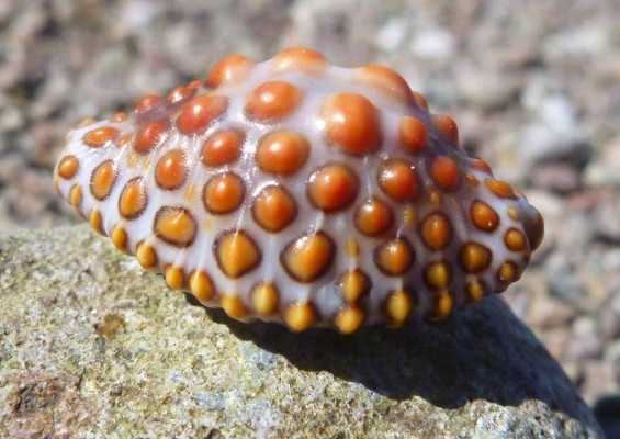 Cowry Shell