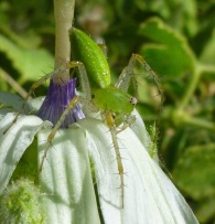 Green Spider