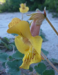 Devil's Claw flower