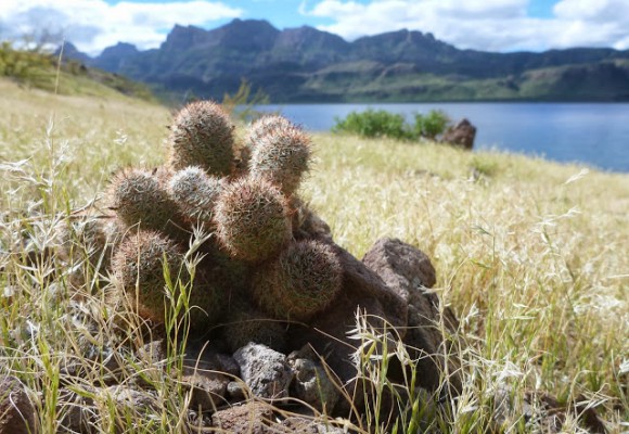 Fish Hook Cactus