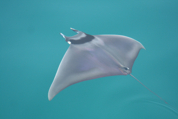 kind of manta ray suspended in blue-green water