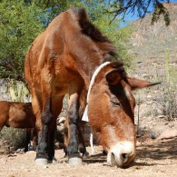 Grazing on fallen mesquite leaves