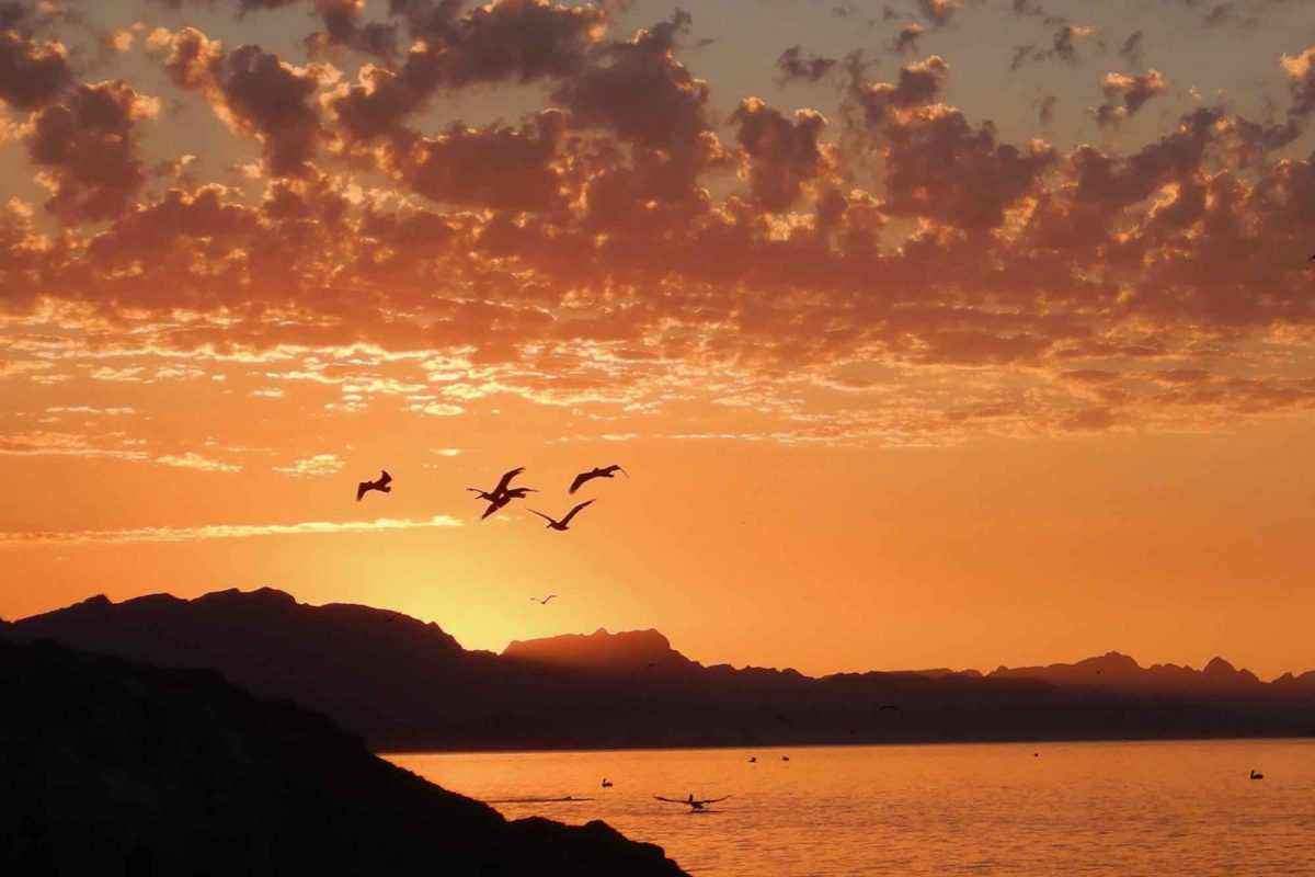 0602PelicansOverSunset.3