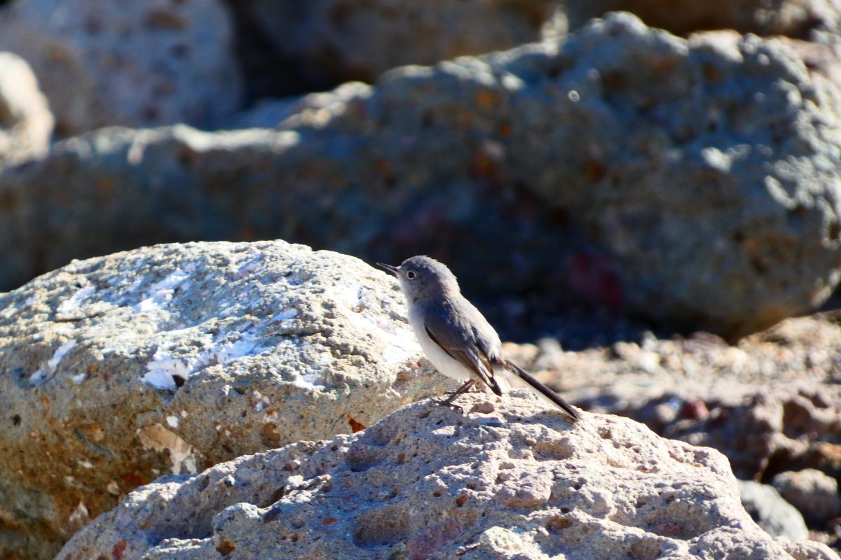 P1150436Blue-grayGnatcatcher